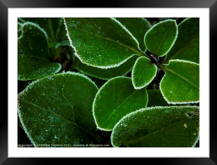 Frosted Lilac Shoots Framed Mounted Print by STEPHEN THOMAS