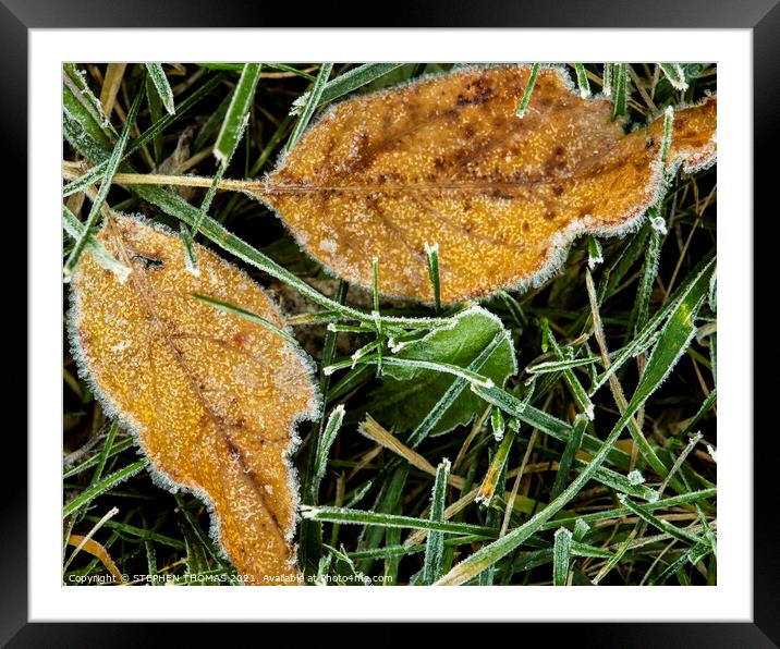 Frosty Golden Leaves On Lawn Framed Mounted Print by STEPHEN THOMAS