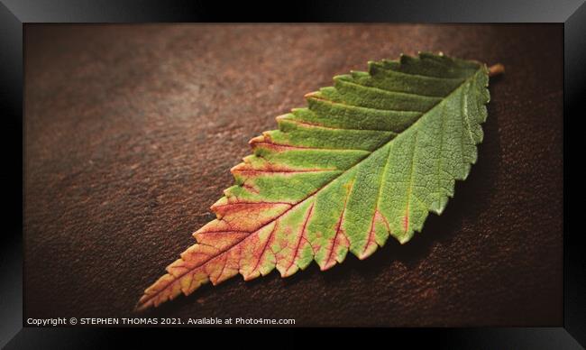 Leaf on Leather Framed Print by STEPHEN THOMAS