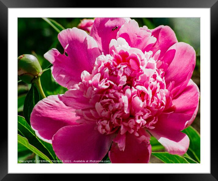 Pink Peony with Ant Framed Mounted Print by STEPHEN THOMAS