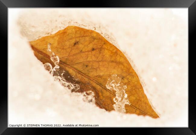 Golden Leaf in Spring Snow Framed Print by STEPHEN THOMAS