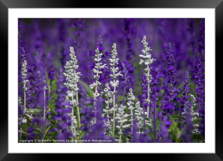 White and Lavender Forest Framed Mounted Print by STEPHEN THOMAS