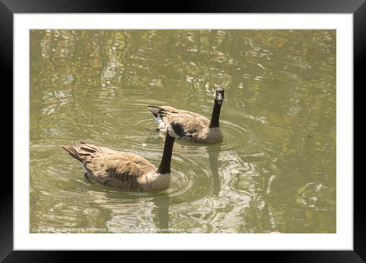 Canada Geese - Nice Day For A Swim, Eh? Framed Mounted Print by STEPHEN THOMAS