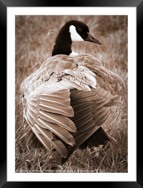 Canada Goose Back Framed Mounted Print by STEPHEN THOMAS
