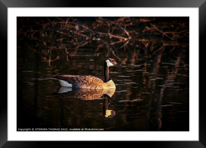 Canada Goose, Golden Hour Swim Framed Mounted Print by STEPHEN THOMAS