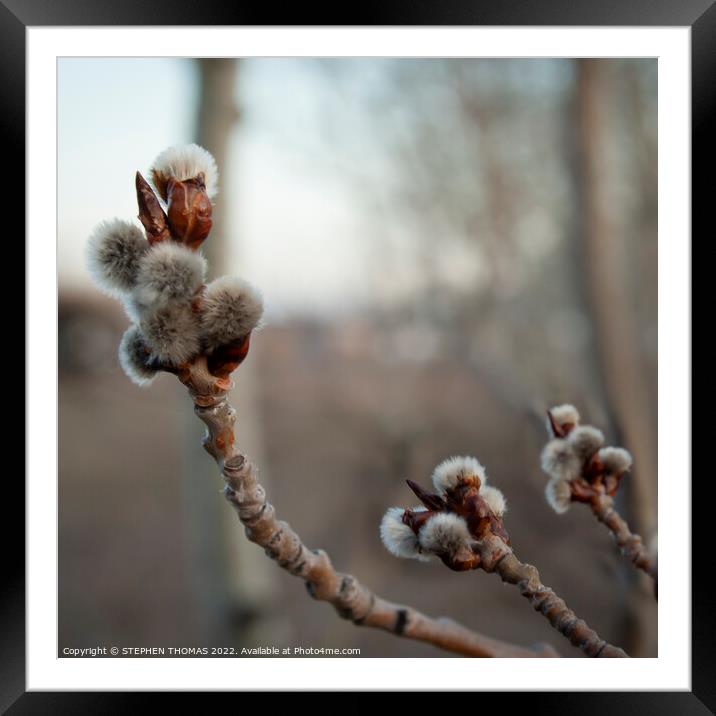 Poplar Catkins in the Evening Framed Mounted Print by STEPHEN THOMAS