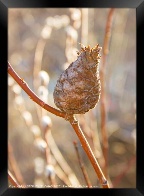 Pine Cone Willow Gall Framed Print by STEPHEN THOMAS