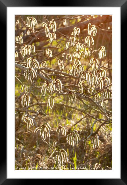 Catkins Glow Framed Mounted Print by STEPHEN THOMAS