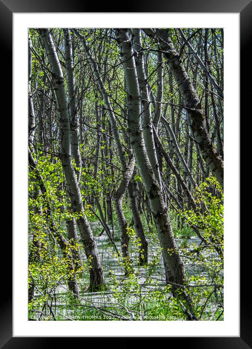 Flood Forest and Cottonwood Fluff Framed Mounted Print by STEPHEN THOMAS