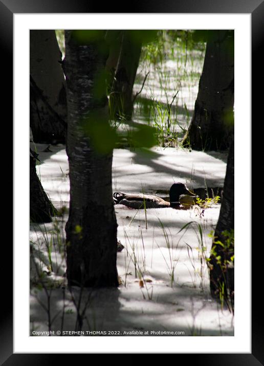 Duck Swimming in Cottonwood Fluff Framed Mounted Print by STEPHEN THOMAS