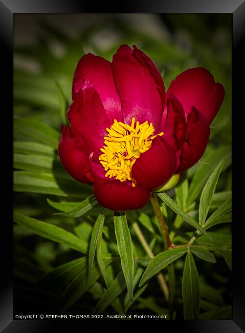 Red Peony Framed Print by STEPHEN THOMAS