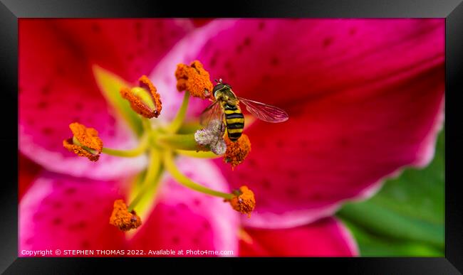 Hoverfly On An Oriental Lily Framed Print by STEPHEN THOMAS