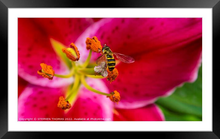 Hoverfly On An Oriental Lily Framed Mounted Print by STEPHEN THOMAS