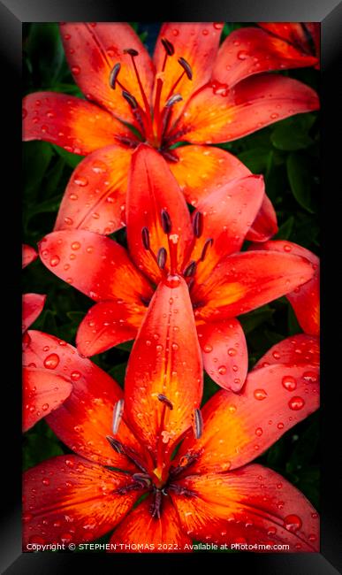 Red & Orange Lilies Framed Print by STEPHEN THOMAS