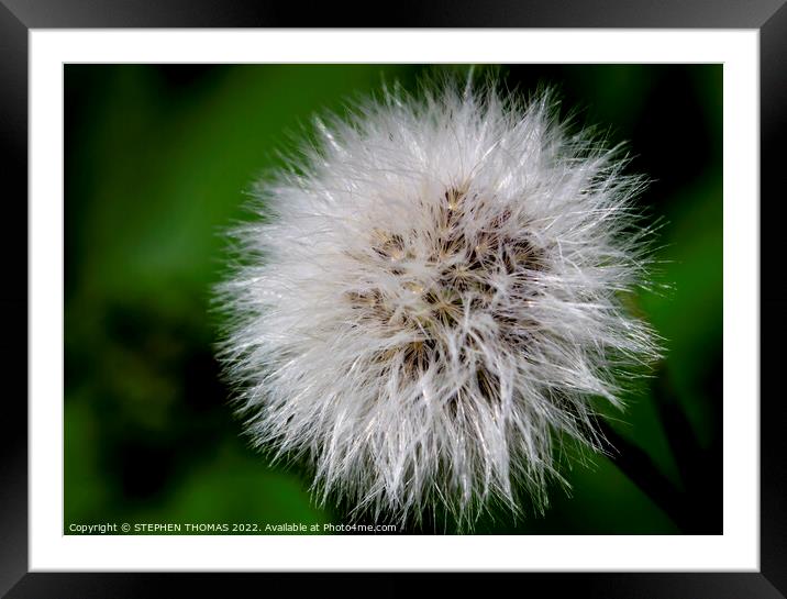 Sow Thistle Seed Head Macro Framed Mounted Print by STEPHEN THOMAS