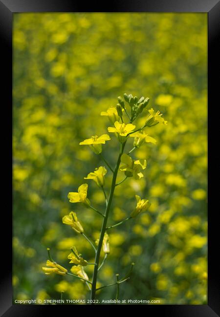 Canola Plant with bokeh Framed Print by STEPHEN THOMAS