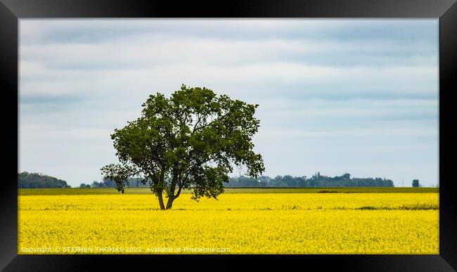 Lone Tree in Canola Field Framed Print by STEPHEN THOMAS