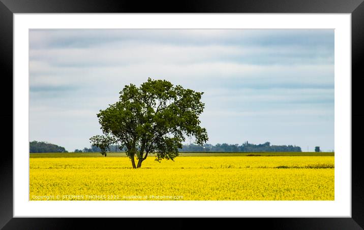 Lone Tree in Canola Field Framed Mounted Print by STEPHEN THOMAS