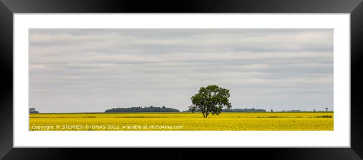 Lone Tree in Canola Field - panorama Framed Mounted Print by STEPHEN THOMAS
