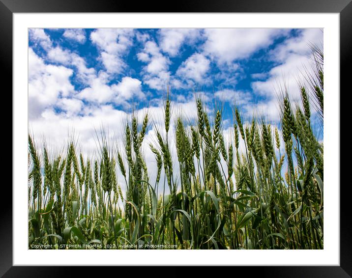 Wheat Reaching For The Sky Framed Mounted Print by STEPHEN THOMAS