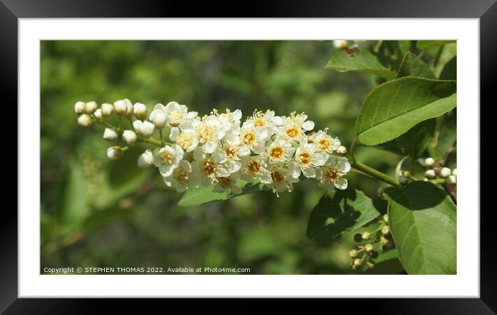 Chokecherry Blossoms Framed Mounted Print by STEPHEN THOMAS