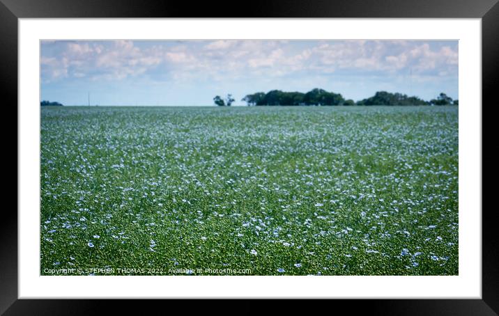 A Field of Flax in Flower Framed Mounted Print by STEPHEN THOMAS