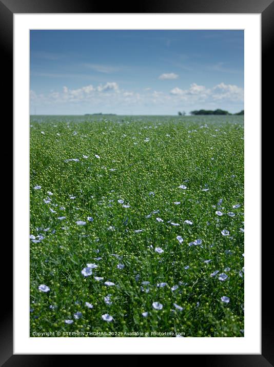 A Field of Flowering Flax I Photographed Framed Mounted Print by STEPHEN THOMAS