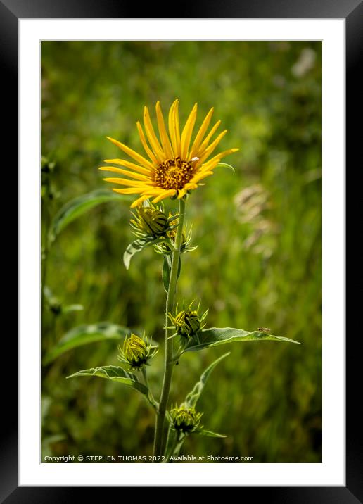 Wild Sunflower Framed Mounted Print by STEPHEN THOMAS