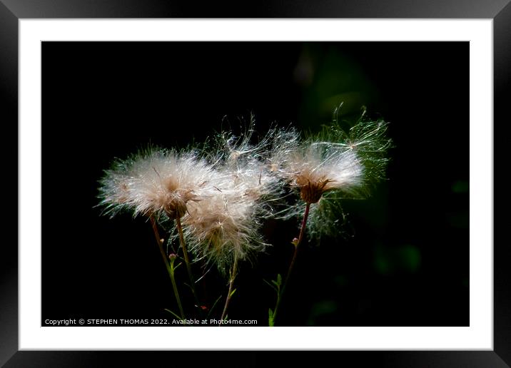 Bad Hair Day - Sow Thistle Framed Mounted Print by STEPHEN THOMAS