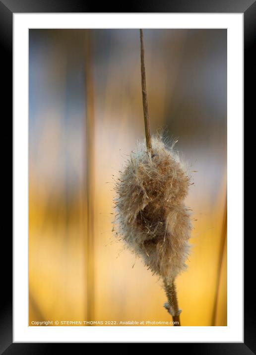 Fluffy Cattail Framed Mounted Print by STEPHEN THOMAS