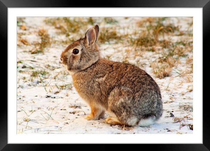 Wild Cottontail Rabbit Framed Mounted Print by STEPHEN THOMAS