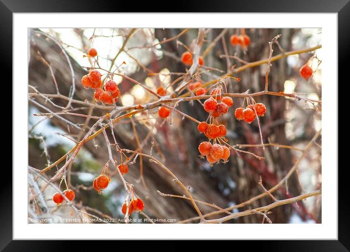 Frosty Ornamental Crabapples Framed Mounted Print by STEPHEN THOMAS
