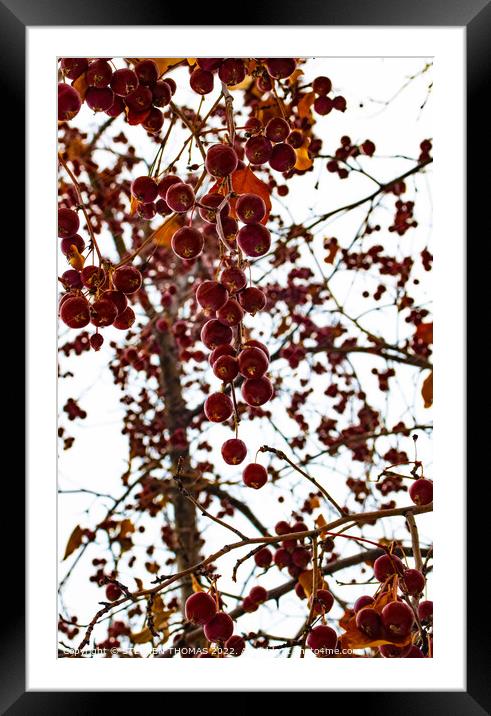 Ornamental Crabapples Hanging Down Framed Mounted Print by STEPHEN THOMAS