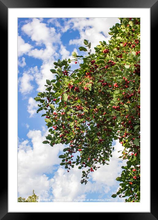 Ornamental Crapapples and Fluffy Clouds Framed Mounted Print by STEPHEN THOMAS