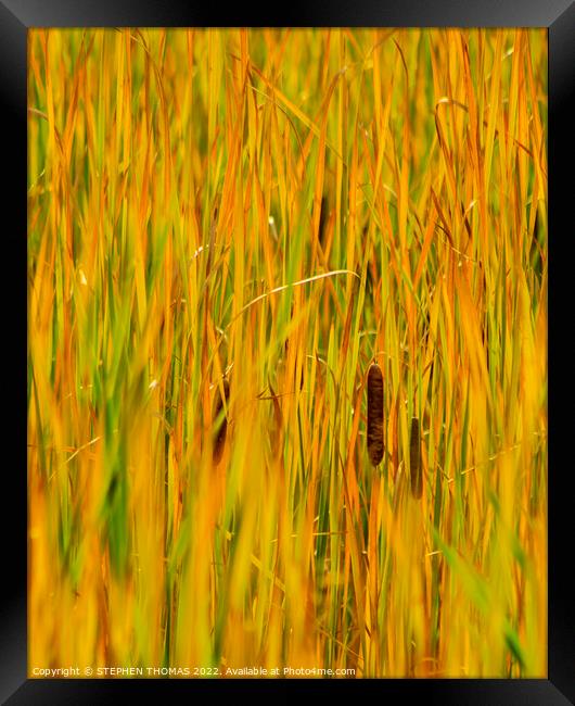 Bulrush Autumn abstract Framed Print by STEPHEN THOMAS