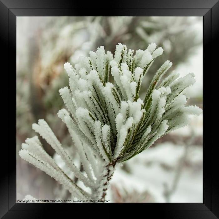 Frosty Pine Needles Framed Print by STEPHEN THOMAS