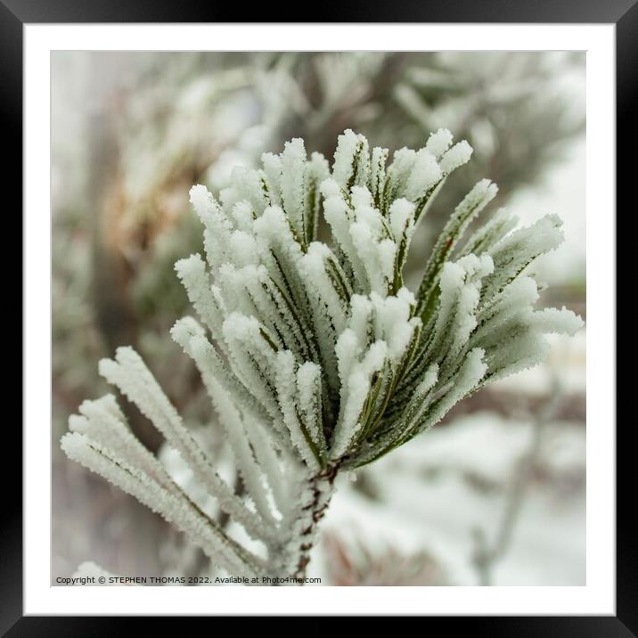 Frosty Pine Needles Framed Mounted Print by STEPHEN THOMAS