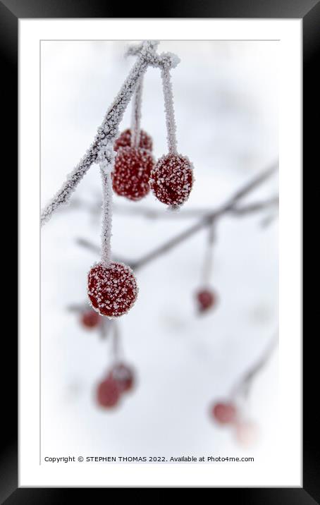 Little Frosty Crabapples Framed Mounted Print by STEPHEN THOMAS