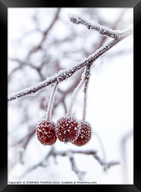  Three Little Frosty Crabapples Framed Print by STEPHEN THOMAS