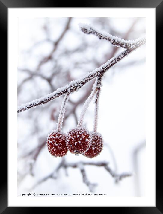  Three Little Frosty Crabapples Framed Mounted Print by STEPHEN THOMAS