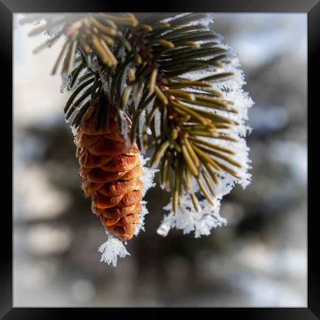 Frosty Spruce Cone Framed Print by STEPHEN THOMAS