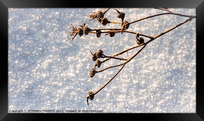 Hanging Over The Snow Framed Print by STEPHEN THOMAS