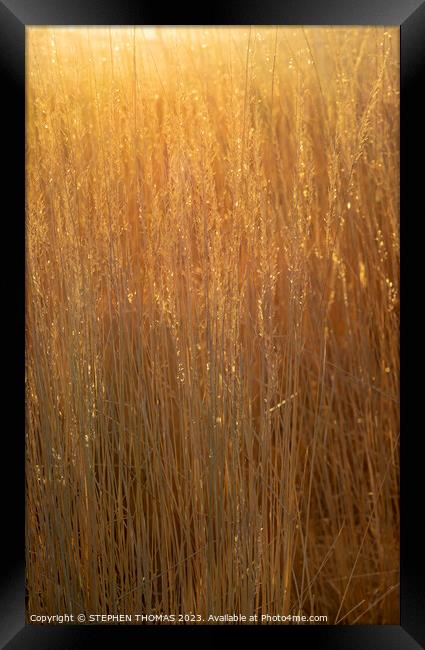 Gorgeous Golden Hour Grass Framed Print by STEPHEN THOMAS