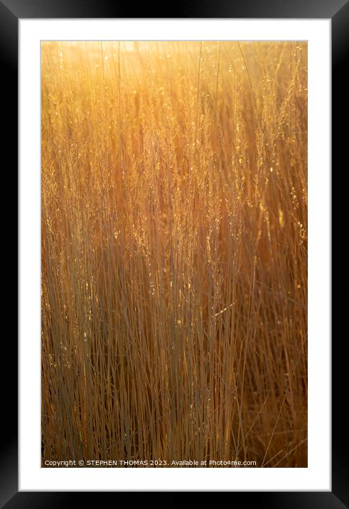 Gorgeous Golden Hour Grass Framed Mounted Print by STEPHEN THOMAS