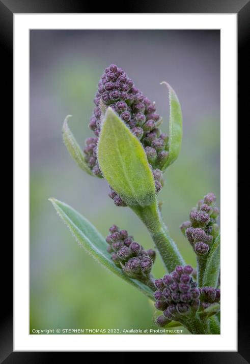Lilac Buds Macro Framed Mounted Print by STEPHEN THOMAS