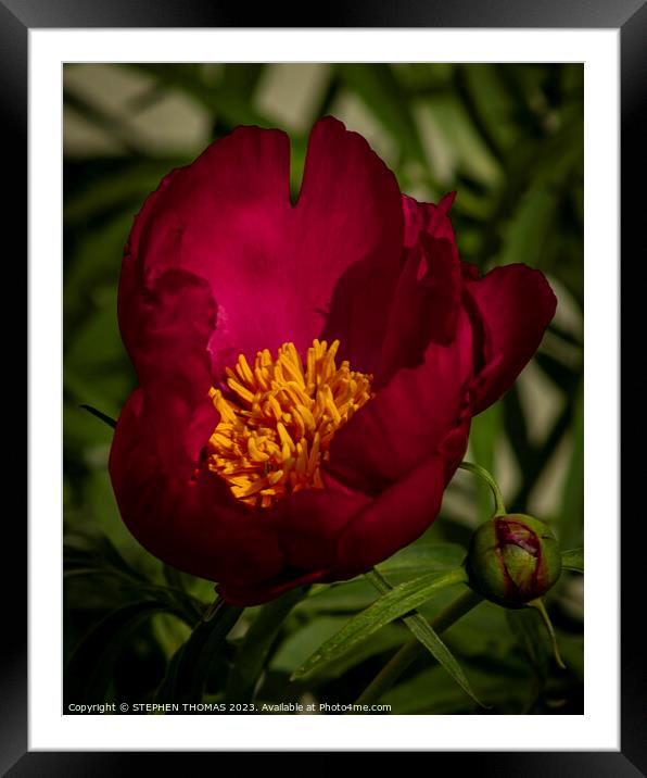 Wine & Gold Peony Framed Mounted Print by STEPHEN THOMAS