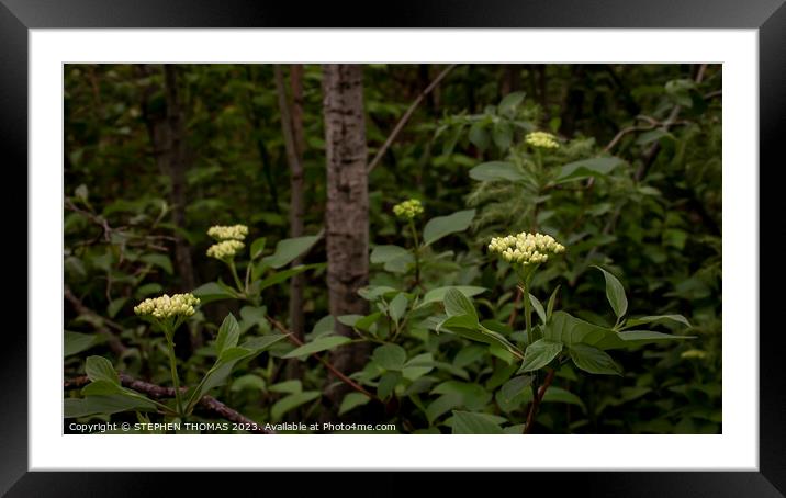The Dogwood Patch Framed Mounted Print by STEPHEN THOMAS