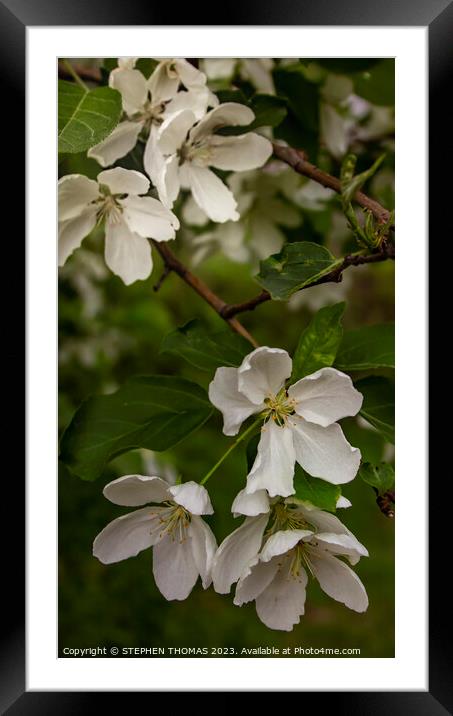 White Crabapple Blossoms Framed Mounted Print by STEPHEN THOMAS