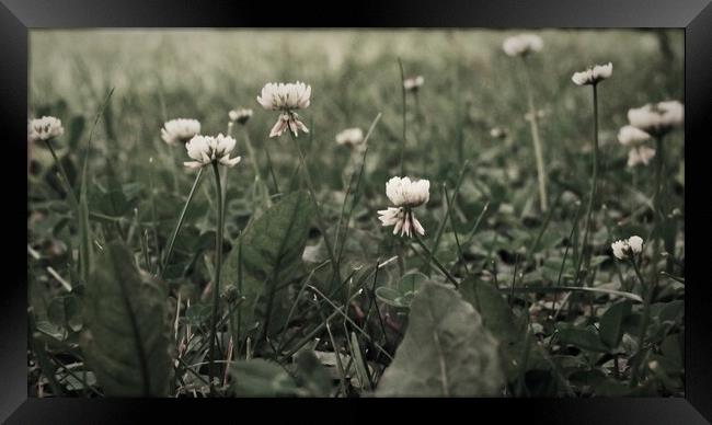 White Clover in a Lawn Framed Print by STEPHEN THOMAS