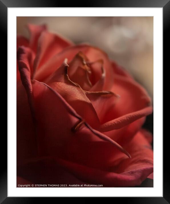 Dark Pink Rose Framed Mounted Print by STEPHEN THOMAS